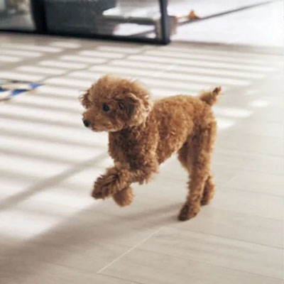 ペット用フローリング